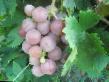 Grapes  Shunya grade Photo