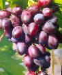un raisin  King Rubi l'espèce Photo