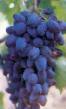 Grapes varieties Alma-Ata 9 Photo and characteristics