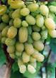 Vindruvor sorter Bezhevyjj Fil och egenskaper