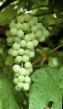 Grapes varieties Kishmish Khimrod Photo and characteristics