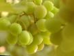 Grapes varieties Muskat yantarnyjj Photo and characteristics