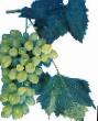 Vindruvor sorter Lanka Fil och egenskaper