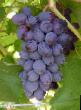 Vindruvor sorter Muskat foram Fil och egenskaper