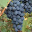 L'uva le sorte Avgusta  foto e caratteristiche