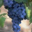 L'uva  Nero  la cultivar foto