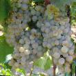 L'uva  Pervenec Magaracha la cultivar foto