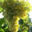 Grapes varieties Riton  Photo and characteristics