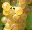 Grapes  Byanka grade Photo