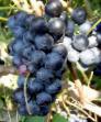 Grapes  Senso (Bychijj glaz) grade Photo