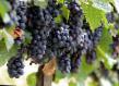 Vindruvor sorter Moldova Fil och egenskaper