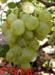 Grapes  Demetra grade Photo