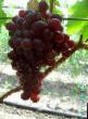 Grapes varieties Senator Photo and characteristics