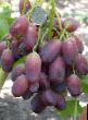 un raisin  Yaguar l'espèce Photo