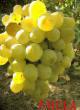Grapes varieties Kesha  Photo and characteristics