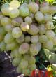Grapes varieties Lora  Photo and characteristics