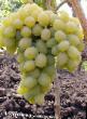 Grapes varieties Avgustin Photo and characteristics
