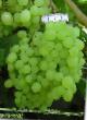 Grapes varieties Aleshenkin Photo and characteristics