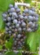 Grapes varieties Alfa Photo and characteristics