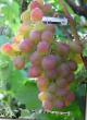 Grapes varieties Amirkhan Photo and characteristics