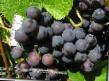Grapes varieties Zilga Photo and characteristics