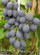 Grapes varieties Iyulskijj Photo and characteristics