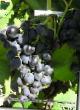 Grapes varieties Katyr Photo and characteristics