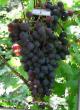 Grapes varieties Kosmonavt Photo and characteristics