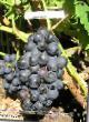 Vindruvor sorter Pino chernyjj Fil och egenskaper