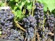 Vindruvor sorter Rodina Fil och egenskaper