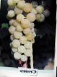 Grapes varieties Seneka Photo and characteristics