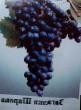 Vindruvor sorter Zagadka Sharova Fil och egenskaper