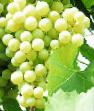 Grapes varieties Krasa Severa Photo and characteristics