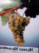 Winogrono gatunki Muskat Melnika zdjęcie i charakterystyka