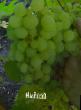 Grapes varieties Osobyjj Photo and characteristics