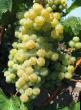 Grapes varieties Citronnyjj Magaracha Photo and characteristics