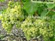 Grapes varieties Ehdna Photo and characteristics