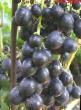 L'uva  Rishele la cultivar foto