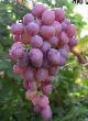 Grapes varieties Alyjj Photo and characteristics