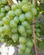 L'uva  Podarok Zaporozhyu la cultivar foto