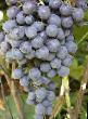 Grapes varieties Vostorg Chernyjj Photo and characteristics