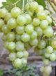 L'uva  Galbena-Nou la cultivar foto