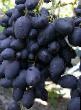 Grapes varieties Nadezhda AZOS Photo and characteristics
