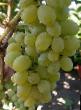 Grapes  Ehlegant sverkhrannijj grade Photo
