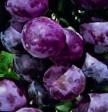 Grapes varieties Braza-1 Photo and characteristics