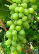 L'uva  Novyjj podarok Zaporozhyu la cultivar foto