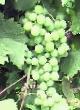 Grapes varieties OV-6-pk (Beloe chudo, Pesnya, Vostorg originalnyjj) Photo and characteristics