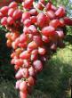 Grapes varieties Ametist novocherkasskijj Photo and characteristics