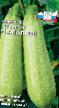 Le zucchine  Apollon F1 la cultivar foto