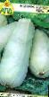 Le zucchine  Kveta la cultivar foto